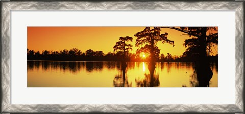 Framed Cypress trees at sunset, Horseshoe Lake Conservation Area, Alexander County, Illinois, USA Print