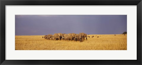 Framed Elephants of Masai Mara National Reserve, Kenya Print