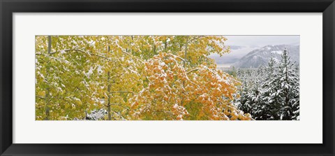 Framed Trees in a forest, Grand Teton National Park, Wyoming, USA Print