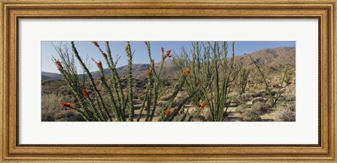 Framed Ocotillo Anza Borrego Desert State Park CA Print