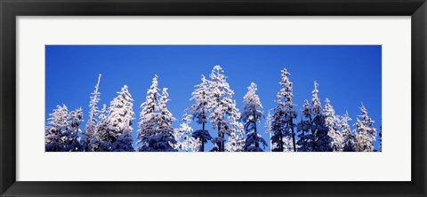 Framed Snow Covered Pine Trees, Oregon Print