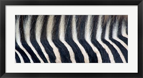 Framed Close-up of a Greveys zebra stripes and mane Print