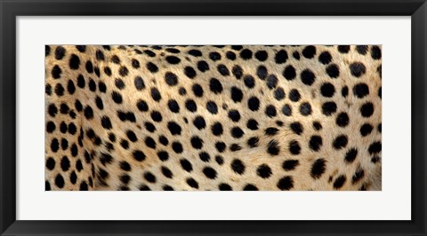 Framed Close-up of the spots on a cheetah Print
