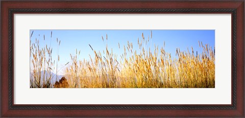 Framed Tall grass in a national park, Grand Teton National Park, Wyoming, USA Print