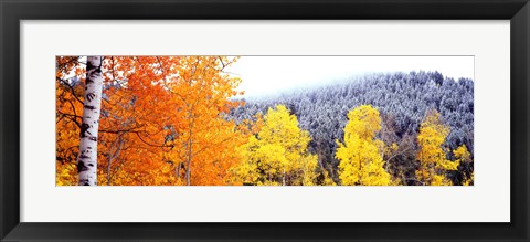 Framed Aspen trees in a forest, Blacktail Butte, Grand Teton National Park, Wyoming, USA Print