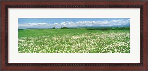 Framed Meadow flowers, Daisy field Print