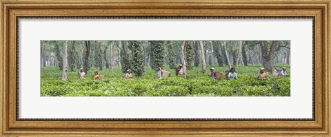 Framed Tea harvesting, Assam, India Print