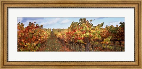 Framed Autumn in a vineyard, Napa Valley, California, USA Print