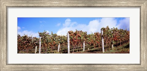 Framed Vines in a vineyard, Napa Valley, Wine Country, California, USA Print