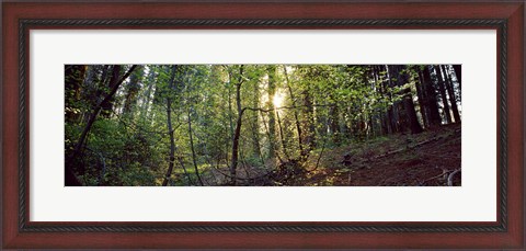 Framed Dogwood trees in a forest, Sequoia National Park, California, USA Print