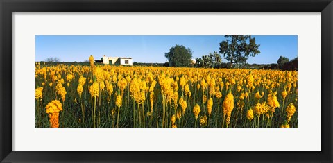Framed Bulbinella nutans flowers in a field, Northern Cape Province, South Africa Print