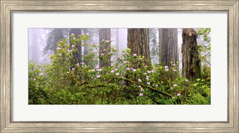 Framed Rhododendron flowers in a forest, Del Norte Coast State Park, Redwood National Park, Humboldt County, California, USA Print