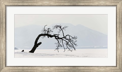 Framed Contorted tree at a frozen lake, Lake Kussharo, Hokkaido, Japan Print