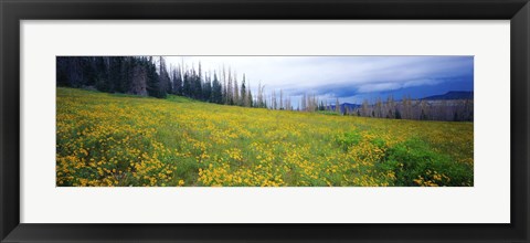 Framed Wildflowers in bloom at morning light, Dixie National Forest, Utah, USA Print