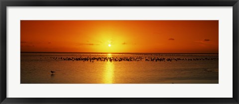 Framed Flock of seagulls on the beach at sunset, South Padre Island, Texas, USA Print