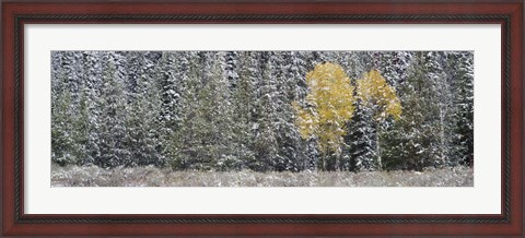 Framed Pine Trees In A Forest, Grand Teton National Park, Wyoming, USA Print