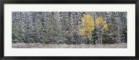 Framed Pine Trees In A Forest, Grand Teton National Park, Wyoming, USA Print