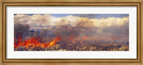 Framed Burning trees in a forest with mountain range in the background, Grand Teton, Grand Teton National Park, Wyoming, USA Print