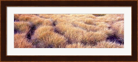 Framed Dry grass in a national park, South Fork Cascade Canyon, Grand Teton National Park, Wyoming, USA Print