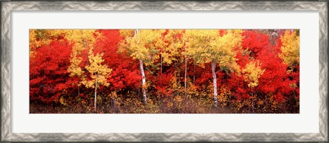 Framed Aspen and Black Hawthorn trees in a forest, Grand Teton National Park, Wyoming Print