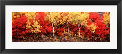 Framed Aspen and Black Hawthorn trees in a forest, Grand Teton National Park, Wyoming Print