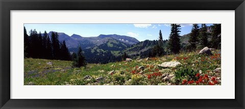 Framed Wildflowers in a field, Rendezvous Mountain, Teton Range, Grand Teton National Park, Wyoming, USA Print