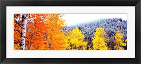 Framed Aspen trees in a forest, Blacktail Butte, Grand Teton National Park, Wyoming, USA Print
