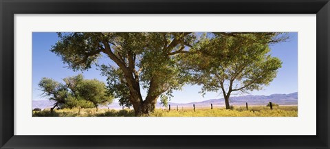 Framed Cottonwood trees in a field, Owens Valley, California, USA Print