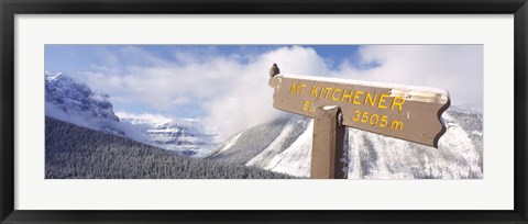 Framed Clark&#39;s Nutcracker (Nucifraga columbiana) perching on mountain sign, Mt. Kitchener, Jasper National Park, Alberta, Canada Print