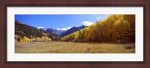 Framed Aspens on a Hilll, Aspen, Colorado Print