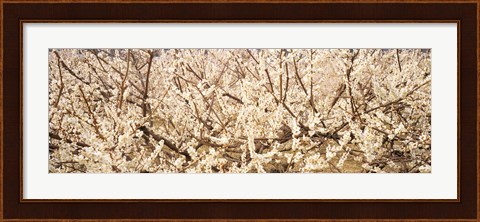 Framed Close up of flowering cherry tree Print