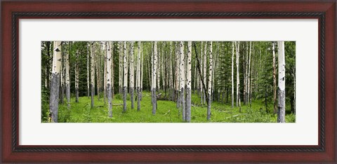 Framed Aspen Trees Banff, Alberta, Canada Print