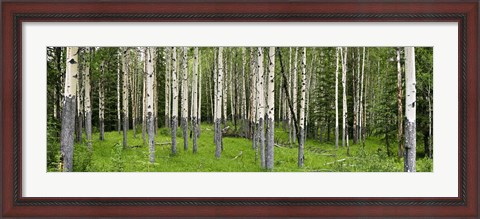 Framed Aspen Trees Banff, Alberta, Canada Print