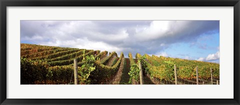 Framed Cloudy skies over a vineyard, Napa Valley, California, USA Print