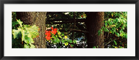 Framed Red Maple Leaves, Connecticut Print