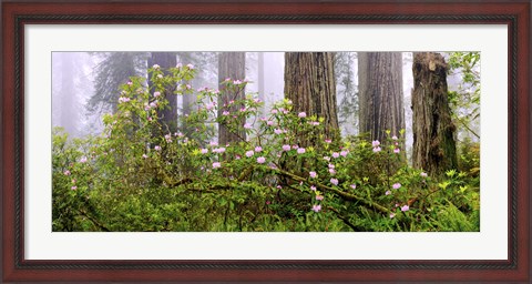Framed Rhododendron flowers in a forest, Del Norte Coast State Park, Redwood National Park, Humboldt County, California, USA Print