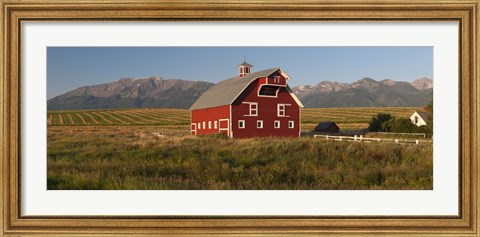 Framed Barn in a field with a Wallowa Mountains in the background, Enterprise, Wallowa County, Oregon, USA Print