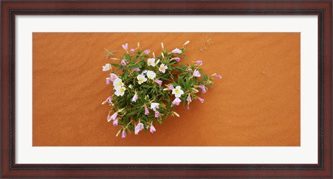 Framed Dune evening primrose flowers in sand, Valley of Fire State Park, Nevada, USA Print