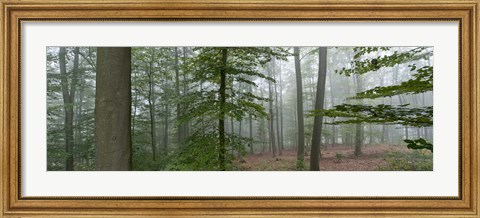 Framed Trees in fog, Trier, Rhineland-Palatinate, Germany Print