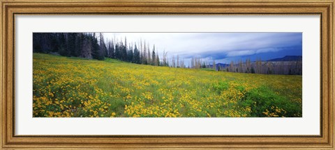 Framed Wildflowers in bloom at morning light, Dixie National Forest, Utah, USA Print