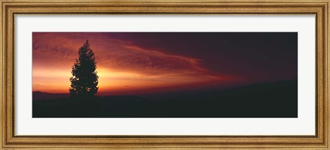 Framed Silhouette of tree at sunset, Anza Borrego Desert State Park, Borrego Springs, California, USA Print