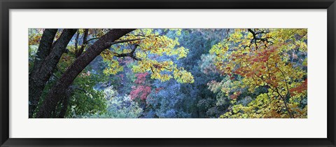 Framed Fall Colors at Fourth of July Canyon, New Mexico Print