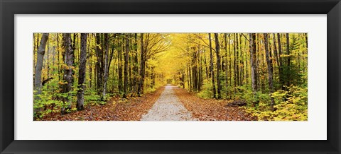 Framed Trees along a pathway in autumn, Hiawatha National Forest, Alger County, Upper Peninsula, Michigan, USA Print