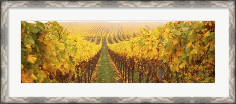 Framed Vine crop in a vineyard, Riquewihr, Alsace, France Print