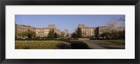 Framed Trees in the lawn of a university, University of Washington, Seattle, King County, Washington State, USA Print