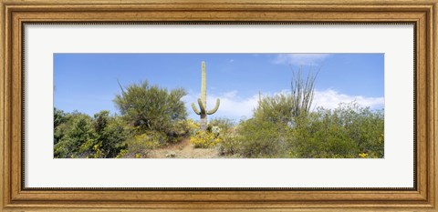 Framed Low angle view of a cactus among bushes, Tucson, Arizona, USA Print