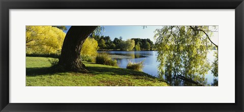 Framed Willow Tree By A Lake, Green Lake, Seattle, Washington State, USA Print