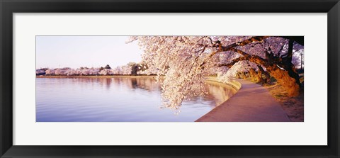 Framed Tidal Basin, Washington DC, District Of Columbia, USA Print