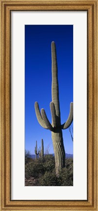 Framed Saguaro Cactus AZ Print