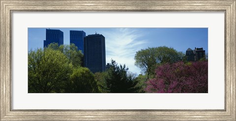 Framed Low angle view of skyscrapers viewed from a park, Central Park, Manhattan, New York City, New York State, USA Print